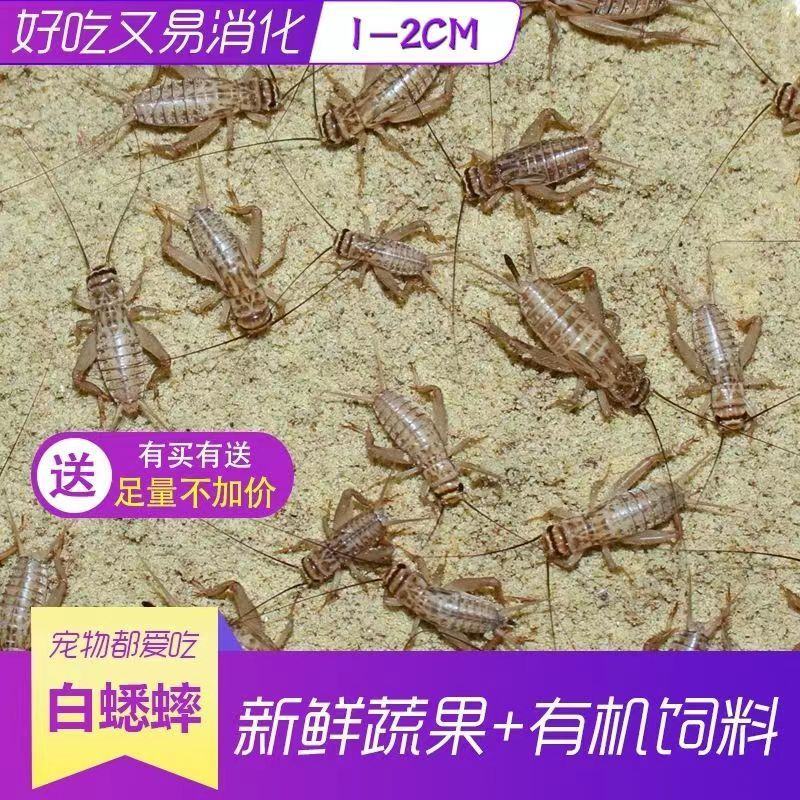 白蟋蟀养殖厂直发