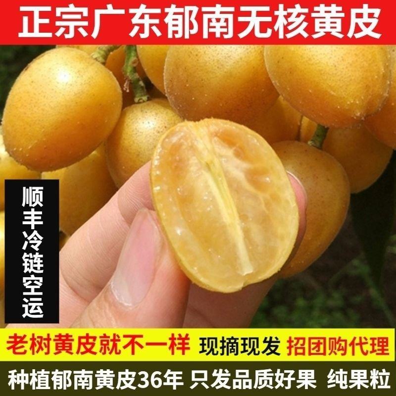 今年6月上市，广东郁南无核/鸡心/冰糖黄皮果，精品礼盒装
