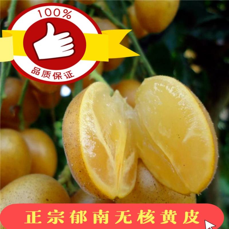 今年6月上市，广东郁南无核/鸡心/冰糖黄皮果，精品礼盒装