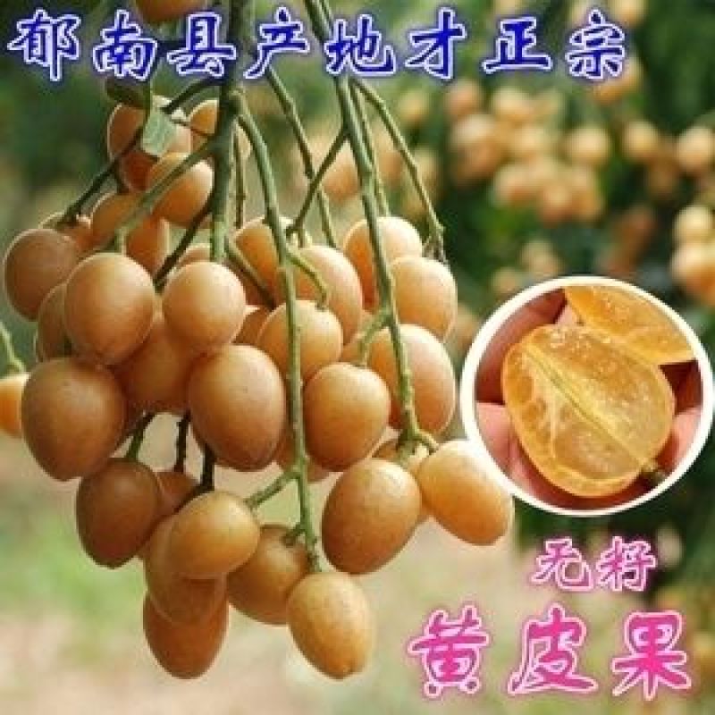 今年6月上市，广东郁南无核/鸡心/冰糖黄皮果，精品礼盒装