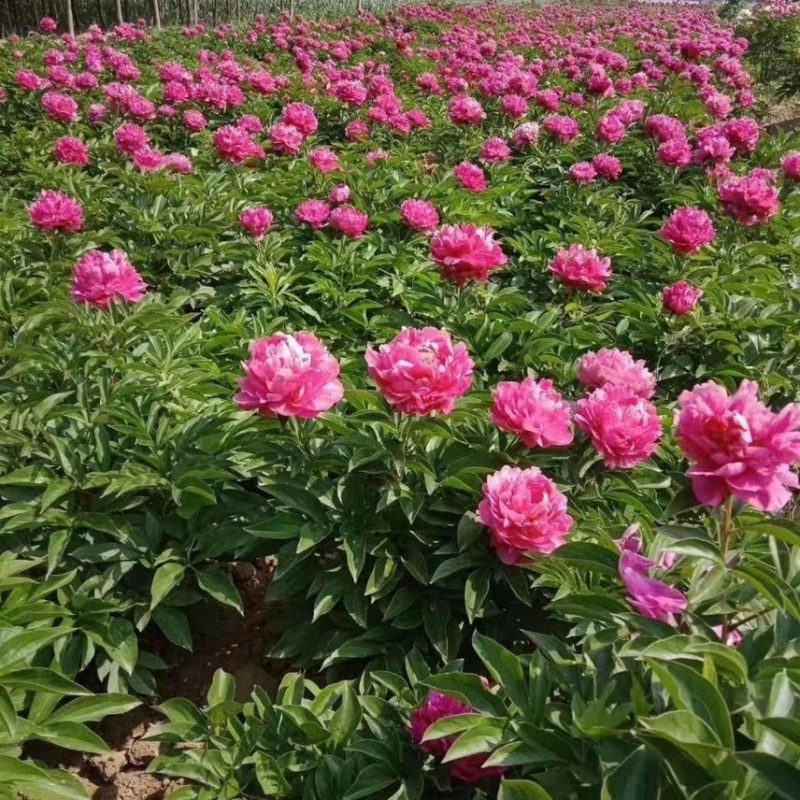 芍药花苗带芽根块四季好养多年生牡丹庭院室内外浓香花卉