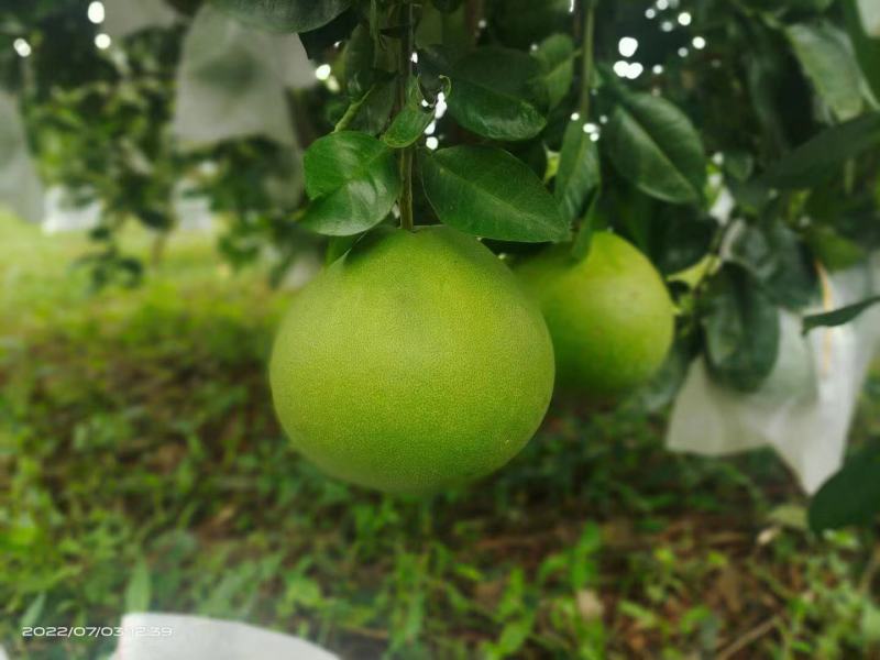 顺丰京东包邮海南东方水晶蜜柚青柚品种非泰国青柚