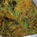五彩金银花无硫味香新制金银花五彩花开花金银花