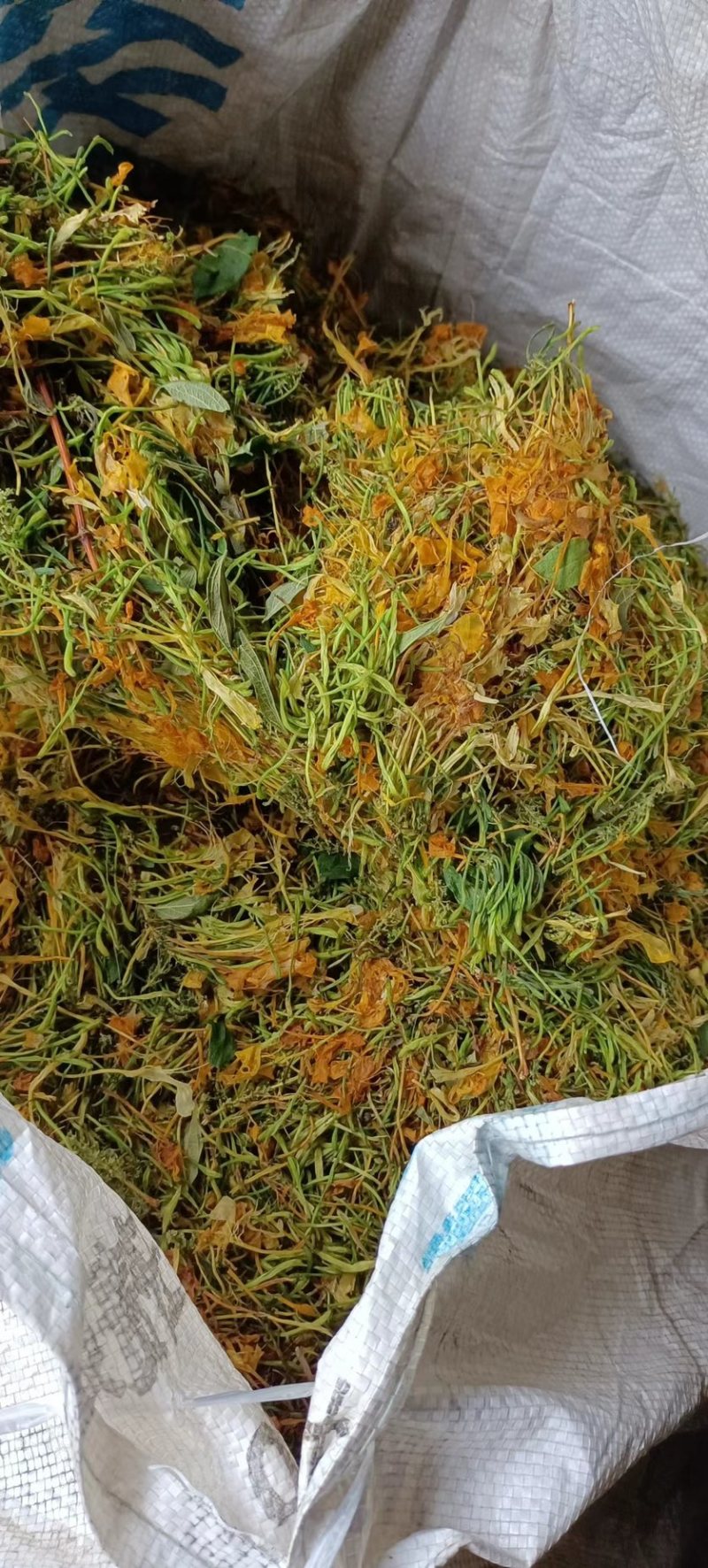 五彩金银花无硫味香新制金银花五彩花开花金银花