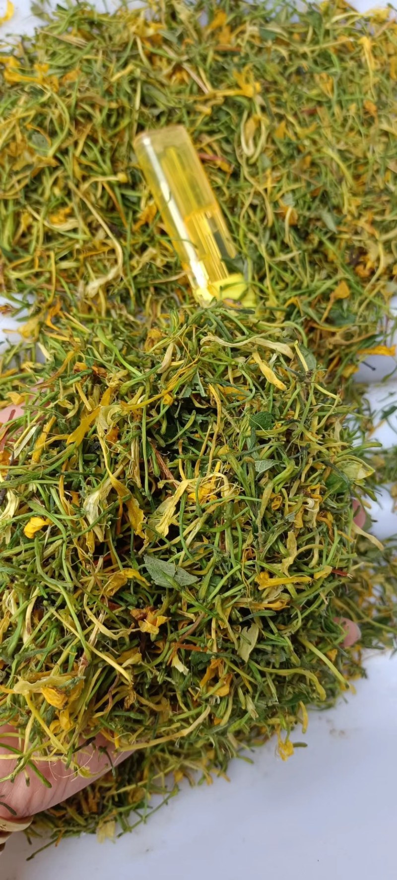 五彩金银花无硫味香新制金银花五彩花开花金银花