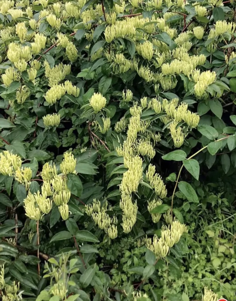 五彩金银花无硫味香新制金银花五彩花开花金银花
