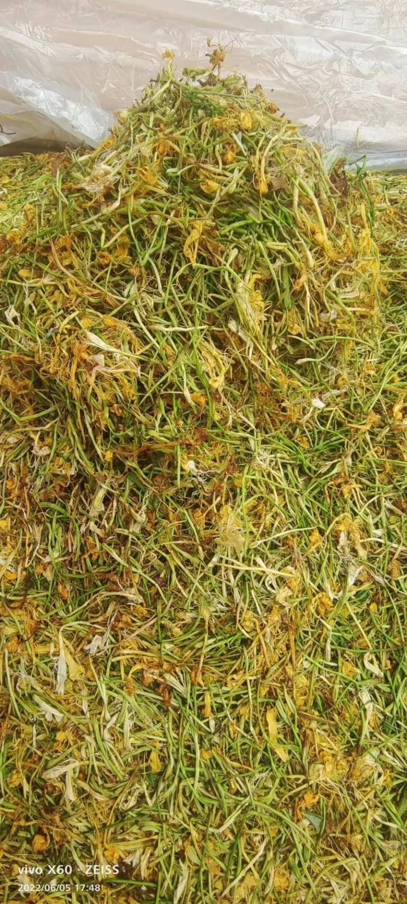 五彩金银花无硫味香新制金银花五彩花开花金银花