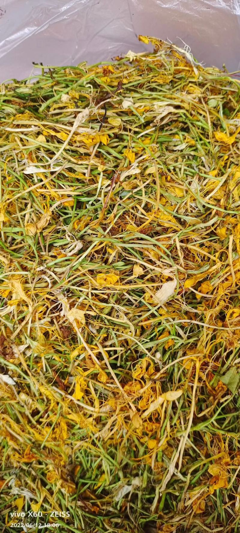 五彩金银花无硫味香新制金银花五彩花开花金银花