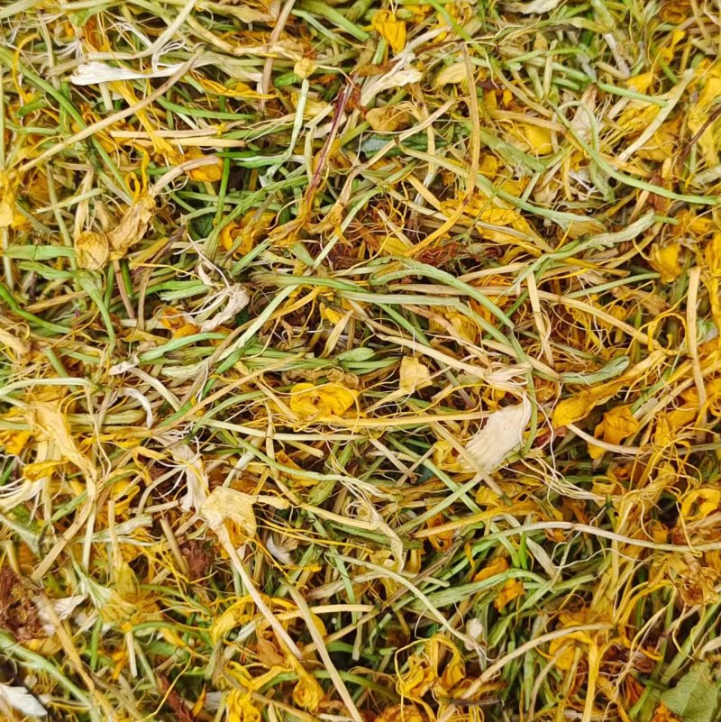 五彩金银花无硫味香新制金银花五彩花开花金银花