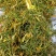 五彩金银花无硫味香新制金银花五彩花开花金银花
