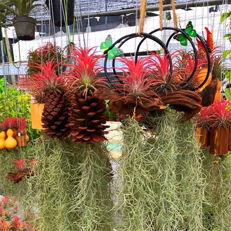 空气凤梨无土植物懒人植物室内净化空气吸甲醛桌面摆件盆景易