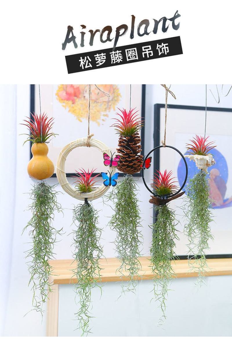 空气凤梨无土植物懒人植物室内净化空气吸甲醛桌面摆件盆景易