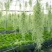空气凤梨无土植物懒人植物室内净化空气吸甲醛桌面摆件盆景易