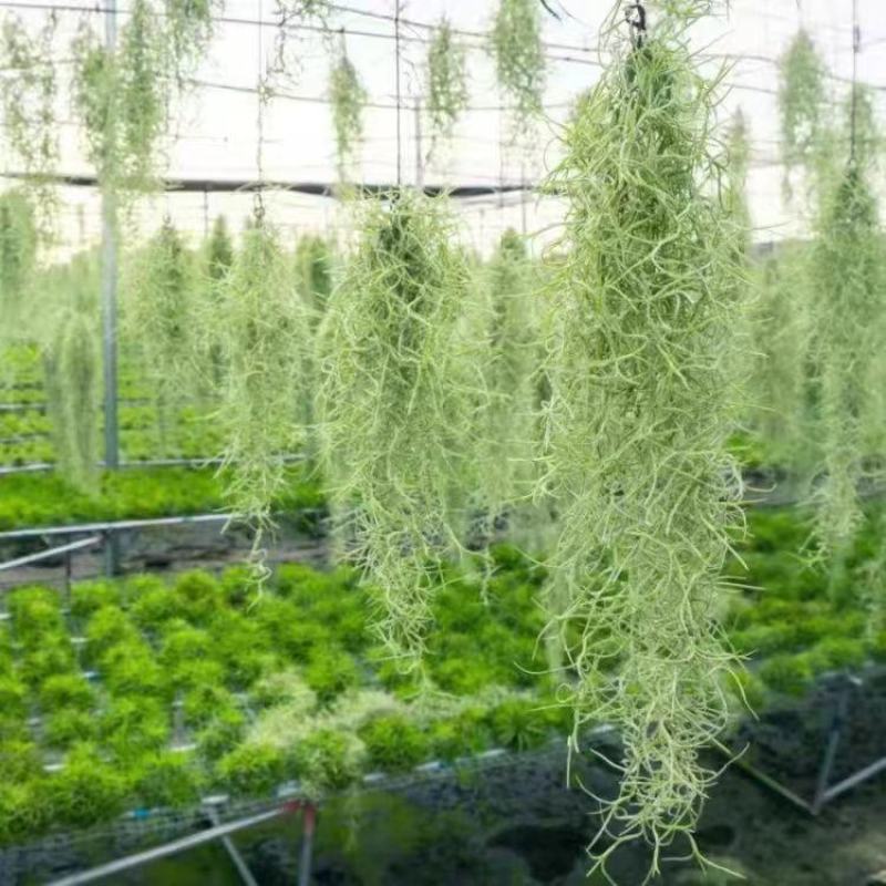 空气凤梨无土植物懒人植物室内净化空气吸甲醛桌面摆件盆景易
