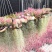 空气凤梨无土植物懒人植物室内净化空气吸甲醛桌面摆件盆景易