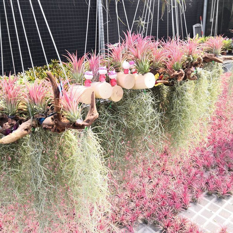 空气凤梨无土植物懒人植物室内净化空气吸甲醛桌面摆件盆景易