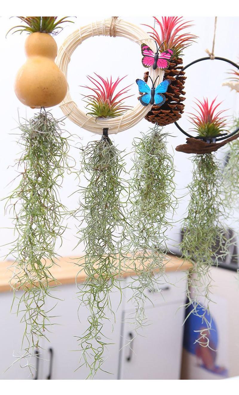 空气凤梨无土植物懒人植物室内净化空气吸甲醛桌面摆件盆景易