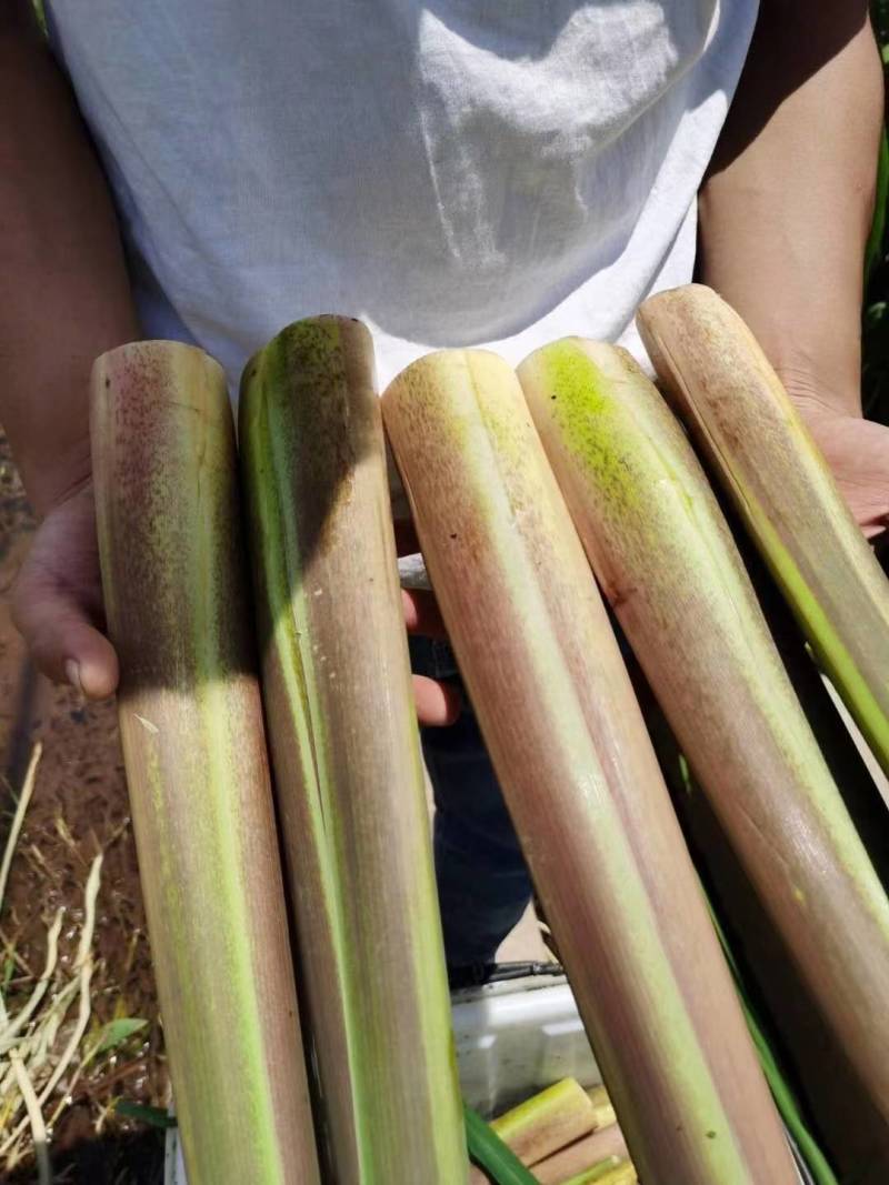 精品茭白，供各大商超和各大平台！全国很多一级农批都有档口