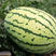 中宝，黑美人西瓜种子产量高品质好，易种易管理，一杂交种子