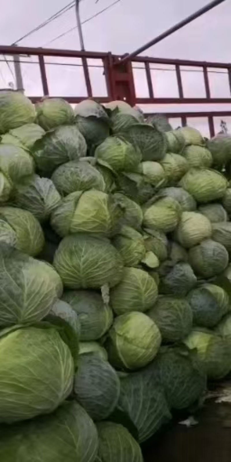 铁头包菜，大甘蓝上市，饺子厂、春卷工厂，需要联系！