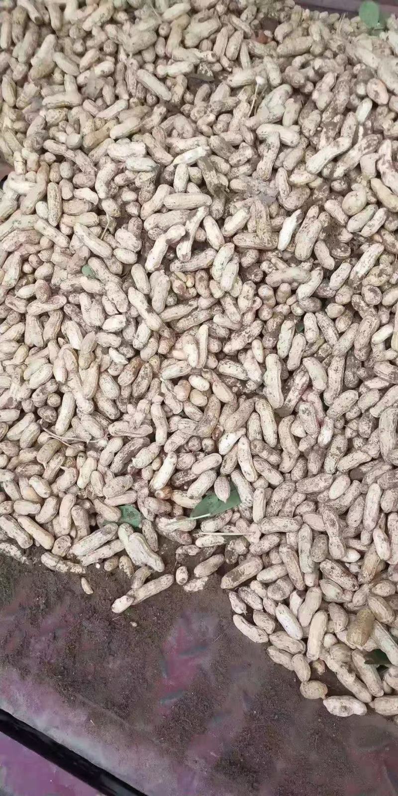 湖北老河四粒红花生大量上市，质量品质，刚刚上市，大量供应