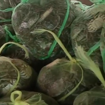 洪泽湖大闸蟹