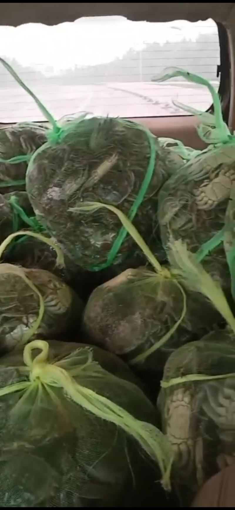 洪泽湖大闸蟹