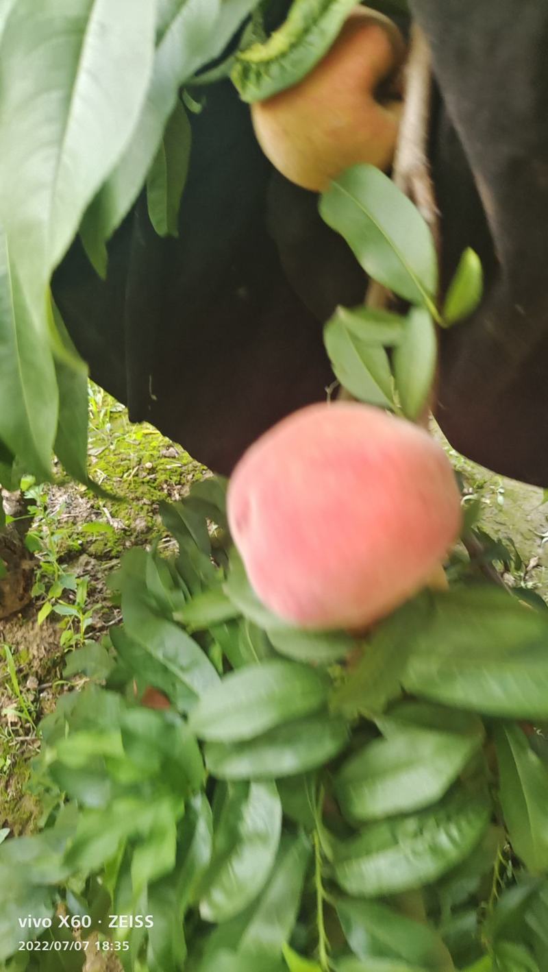 河北威县毛桃甜度高品相好农户自种一手货源量大详谈