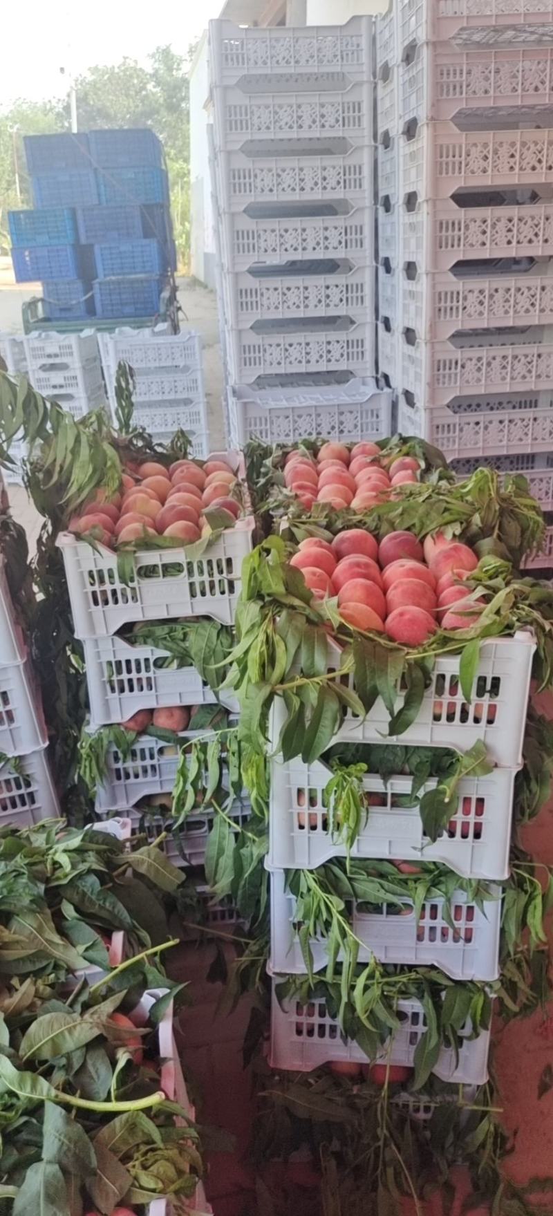 河北威县毛桃甜度高品相好农户自种一手货源量大详谈
