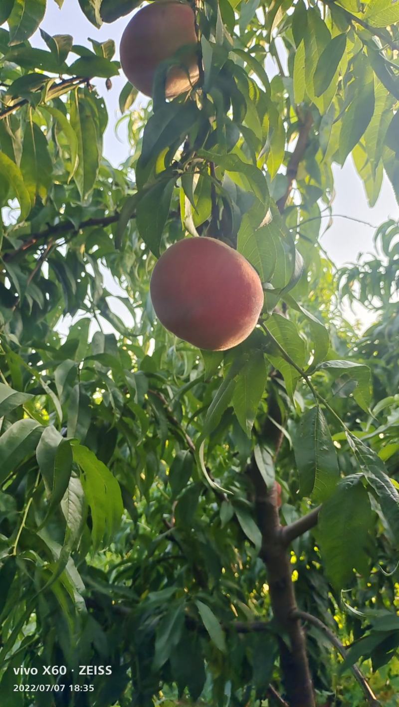 河北威县毛桃甜度高品相好农户自种一手货源量大详谈