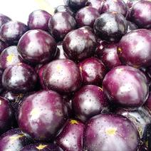 精品紫光茄产地直供质量保证一手货源全国