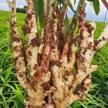 基地带泥仔姜，电商夏季**来袭，货源充足