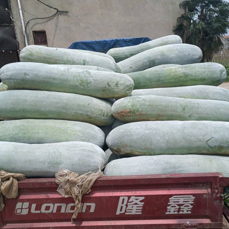 吊冬瓜地白皮吊黑皮地黑皮大量有货