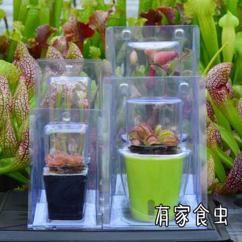 水培捕蝇草盆栽食虫草食人花驱蚊草猪笼草吃虫抓虫懒人花卉绿