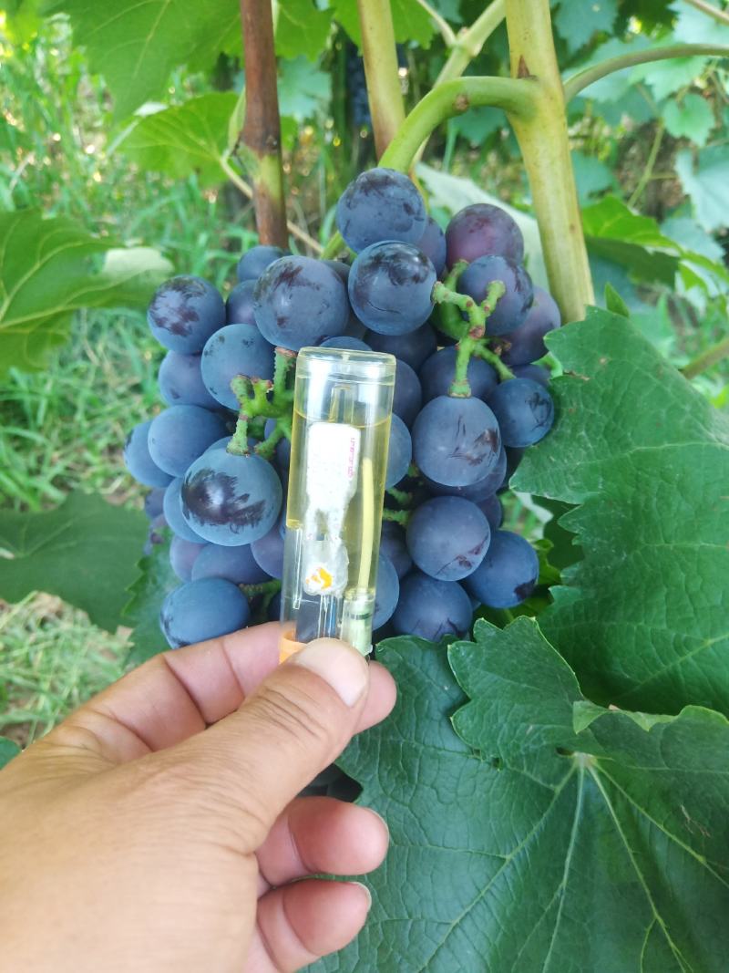 夏黑葡萄南太湖