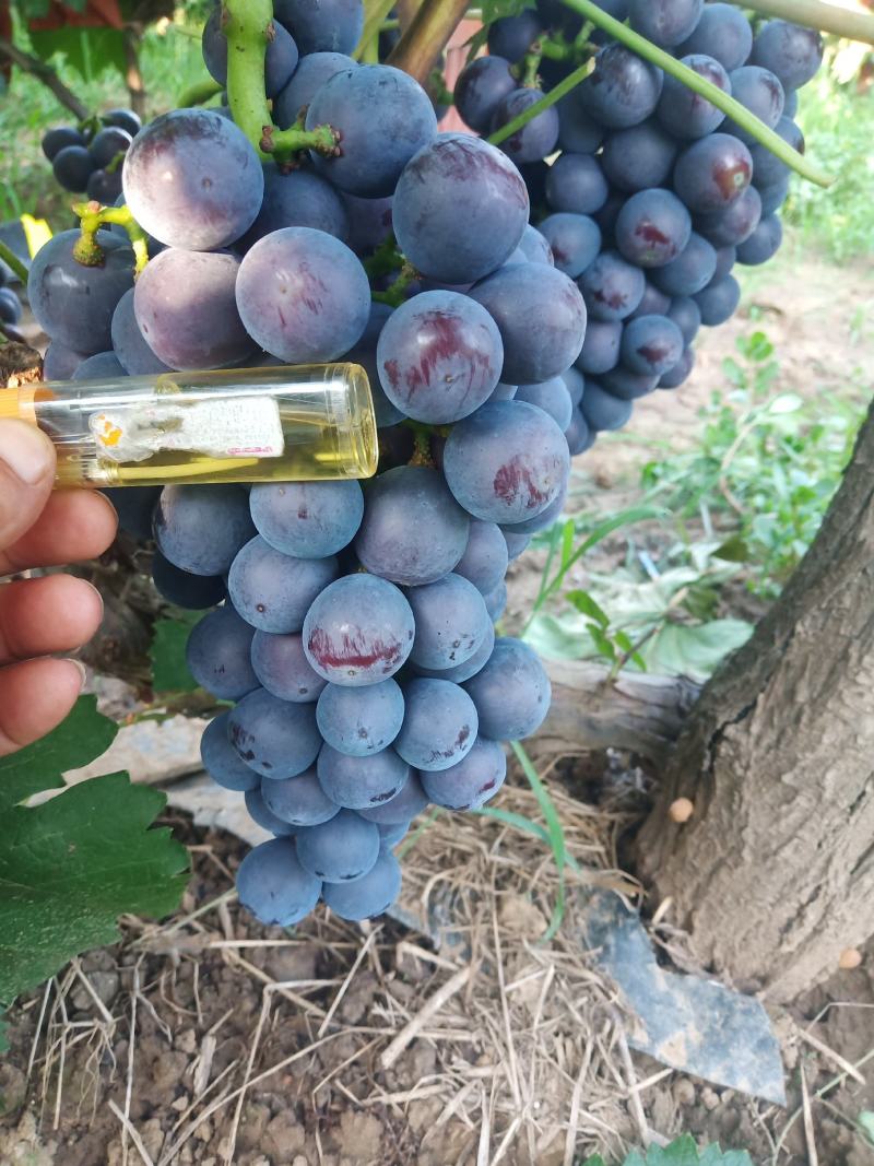 夏黑葡萄南太湖