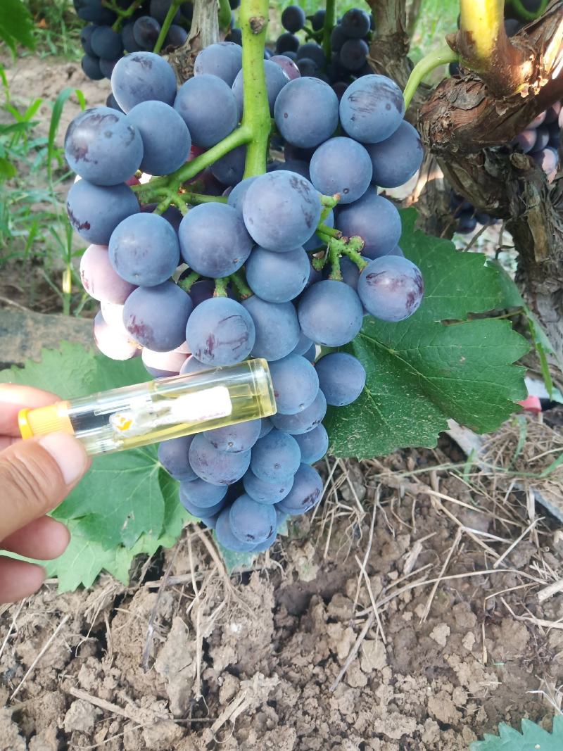 夏黑葡萄南太湖