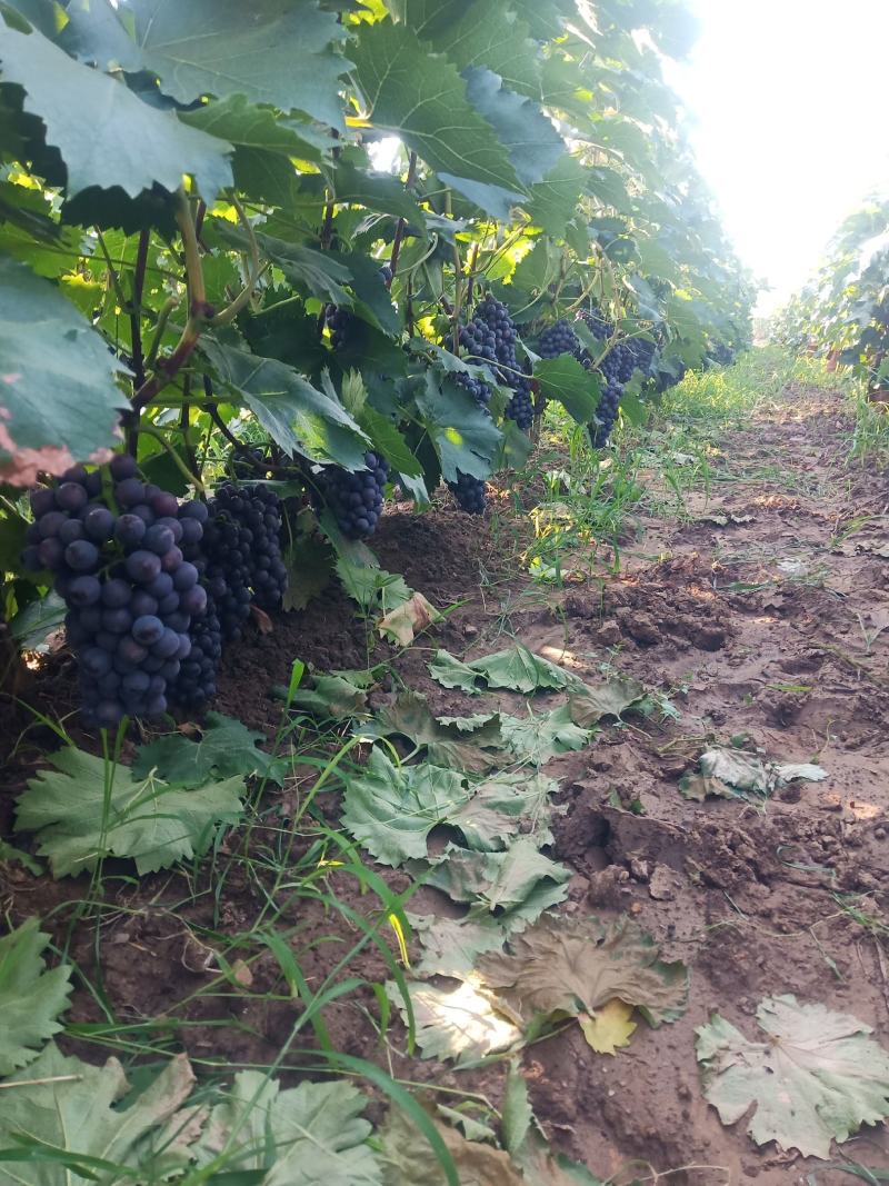 夏黑葡萄南太湖