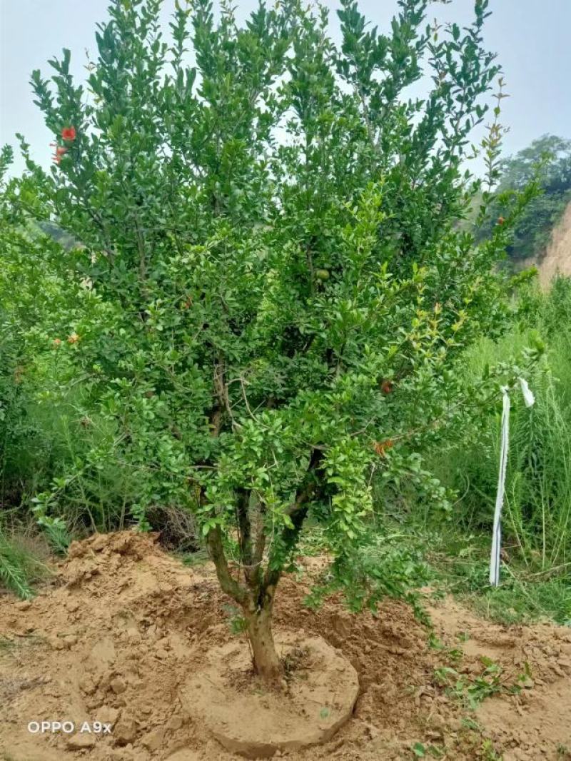 江西精品果石榴一手货源批发价格