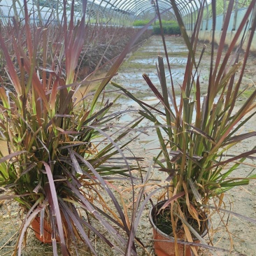 紫叶狼尾草小杯中杯绿化工程苗。欢迎咨询选购。实地考察。
