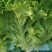 生菜，散叶生菜，颗型好，叶绿，无干边，无干心，欢迎咨询