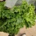 生菜，散叶生菜，颗型好，叶绿，无干边，无干心，欢迎咨询