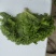 生菜，散叶生菜，颗型好，叶绿，无干边，无干心，欢迎咨询