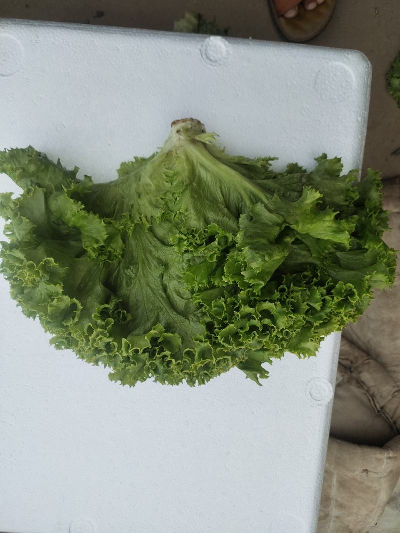 生菜，散叶生菜，颗型好，叶绿，无干边，无干心，欢迎咨询