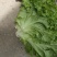 生菜，散叶生菜，颗型好，叶绿，无干边，无干心，欢迎咨询