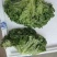 生菜，散叶生菜，颗型好，叶绿，无干边，无干心，欢迎咨询