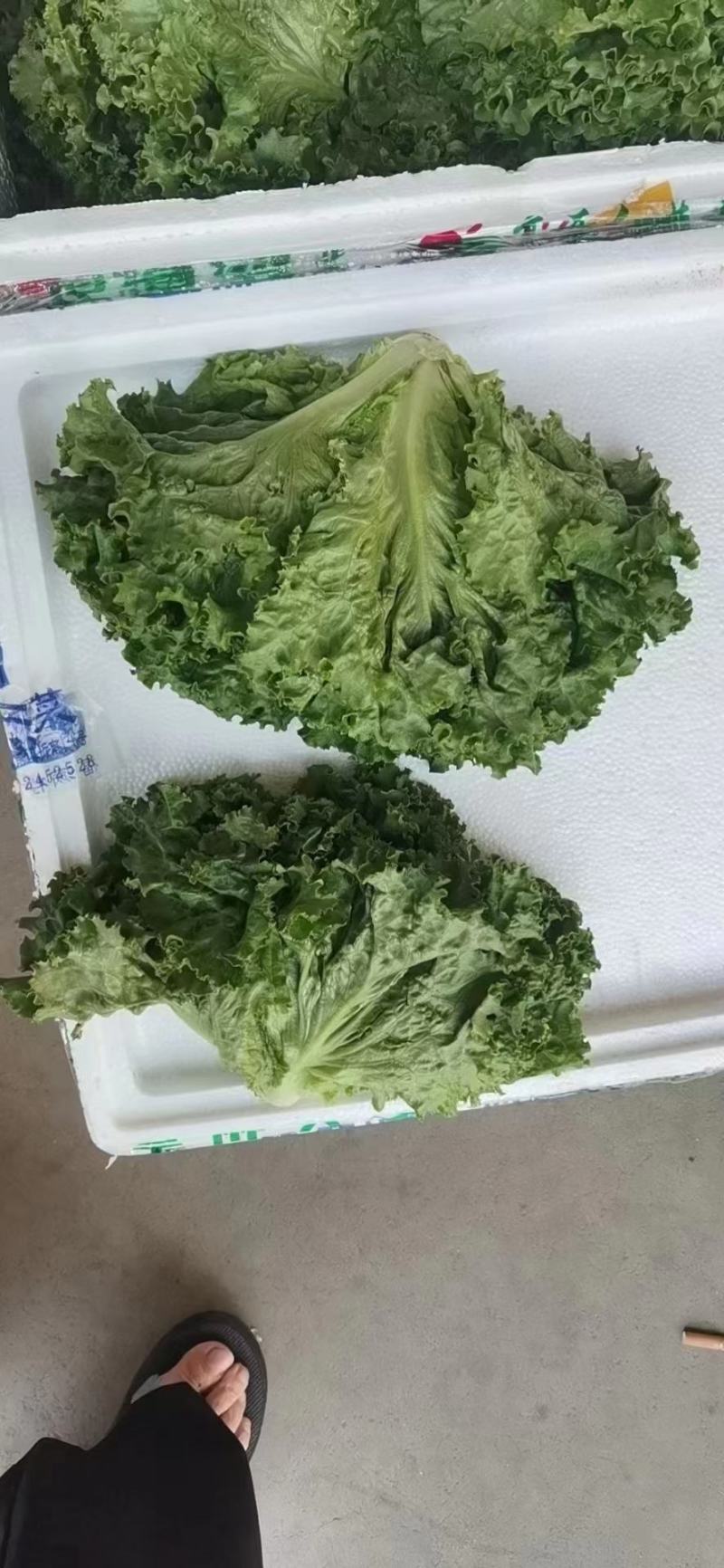 生菜，散叶生菜，颗型好，叶绿，无干边，无干心，欢迎咨询