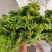 生菜，散叶生菜，颗型好，叶绿，无干边，无干心，欢迎咨询