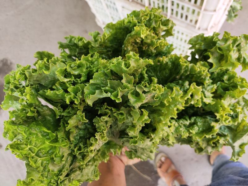 生菜，散叶生菜，颗型好，叶绿，无干边，无干心，欢迎咨询