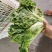 生菜，散叶生菜，颗型好，叶绿，无干边，无干心，欢迎咨询